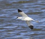 Kluut - Pied Avocet