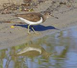 Oeverloper - Common Sandpiper