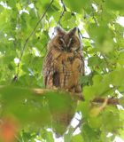 Ransuil - Long-eared Owl