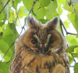 Ransuil - Long-eared Owl