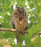 Ransuil - Long-eared Owl
