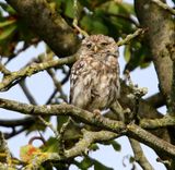 Steenuil - Little Owl