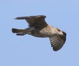 Zilvermeeuw - European Herring Gull