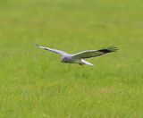 Blauwe Kiekendief - Hen Harrier