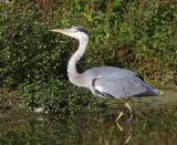 Blauwe Reiger - Grey Heron