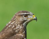 Buizerd - Common Buzzard