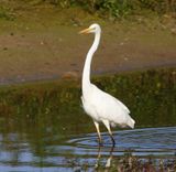 Grote Zilverreiger - Great Egret