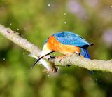 IJsvogel - Common Kingfisher