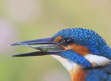 IJsvogel - Common Kingfisher