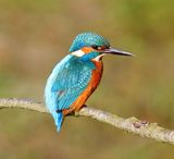 IJsvogel - Common Kingfisher