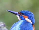 IJsvogel - Common Kingfisher