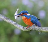 IJsvogel - Common Kingfisher