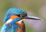 IJsvogel - Common Kingfisher