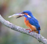 IJsvogel - Common Kingfisher