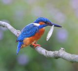 IJsvogel - Common Kingfisher