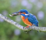 IJsvogel - Common Kingfisher