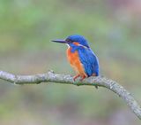 IJsvogel - Common Kingfisher
