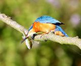 IJsvogel - Common Kingfisher