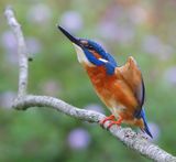 IJsvogel - Common Kingfisher