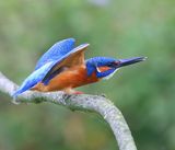 IJsvogel - Common Kingfisher