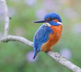IJsvogel - Common Kingfisher
