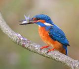 IJsvogel - Common Kingfisher