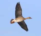 Kolgans - Greater White-fronted Goose