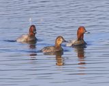 Tafeleenden - Common Pochards