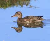 Wintertaling - Common Teal