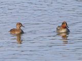 Wintertalingen - Common Teals