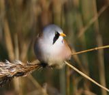 Baardman - Bearded Reedling