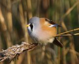 Baardman - Bearded Reedling