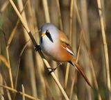 Baardman - Bearded Reedling