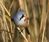 Baardman - Bearded Reedling