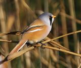 Baardman - Bearded Reedling