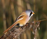 Baardman - Bearded Reedling