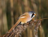 Baardman - Bearded Reedling
