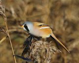Baardman - Bearded Reedling