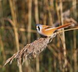 Baardman - Bearded Reedling