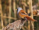 Baardman - Bearded Reedling