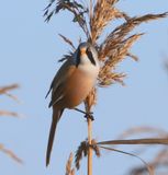 Baardman - Bearded Reedling
