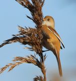 Baardman - Bearded Reedling