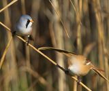 Baardmannetjes - Bearded Reedlings
