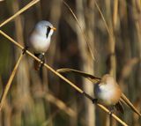 Baardmannetjes - Bearded Reedlings