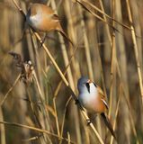 Baardmannetjes - Bearded Reedlings