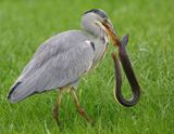 Blauwe Reiger - Grey Heron