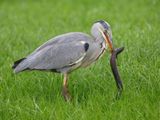 Blauwe Reiger - Grey Heron