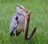 Blauwe Reiger - Grey Heron