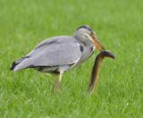 Blauwe Reiger - Grey Heron