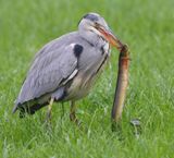 Blauwe Reiger - Grey Heron